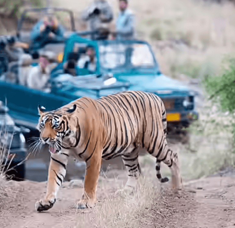 Sariska Tiger Reserve