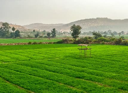 Sprawling Verdant Landscapes